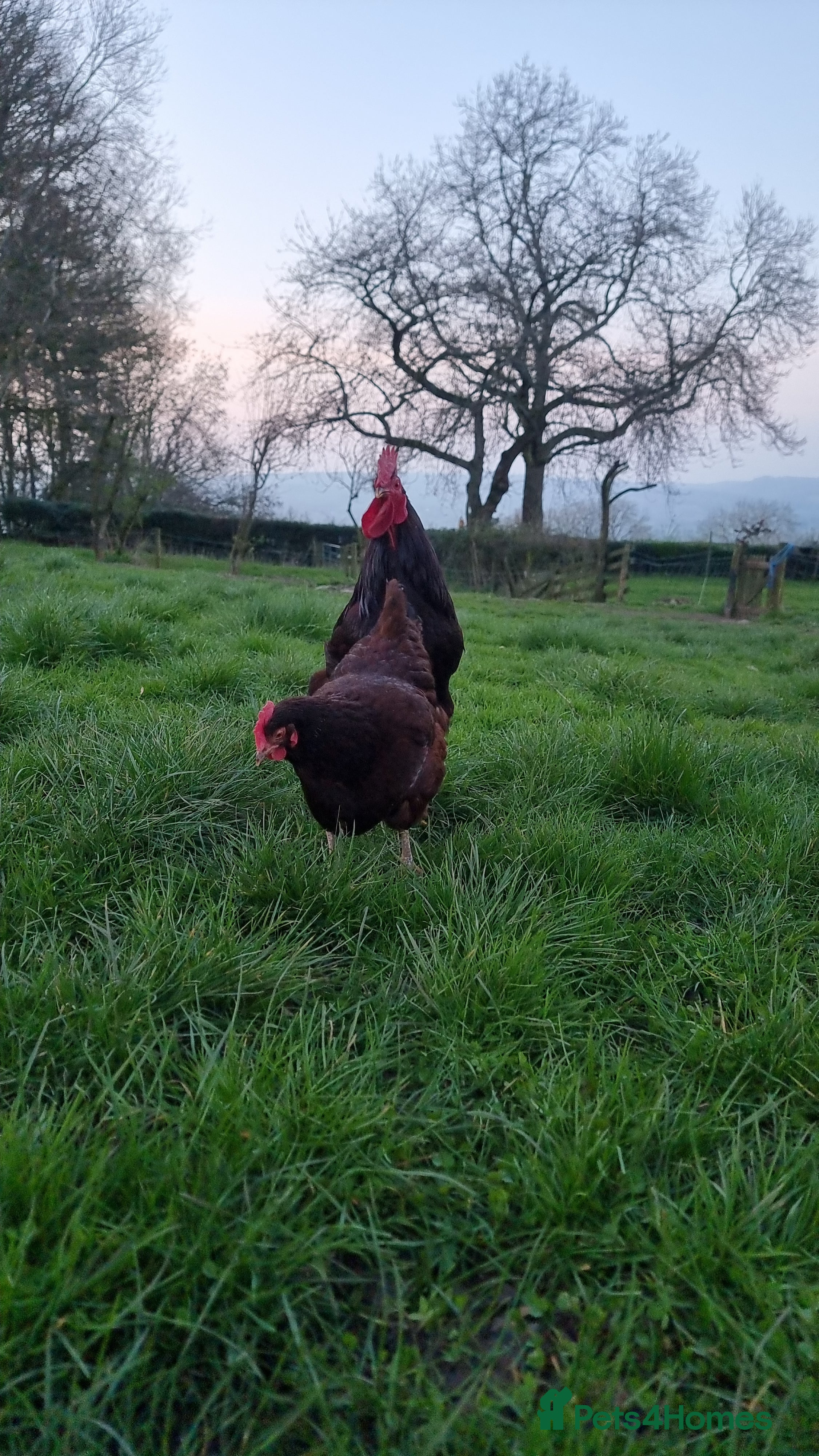 Chickens poultry Rhode island reds - Advert 1