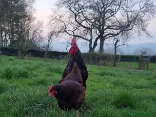 Chickens poultry Rhode island reds - Advert 1