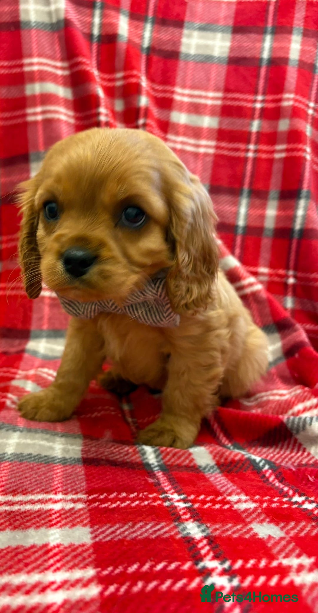 Cavalier King Charles Spaniel dogs for sale: Beautiful Cavalier King Charles babies ❤️ - Advert 17
