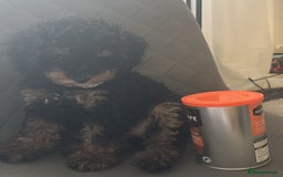 Cavapoo dogs for sale: Miniature cavapoos  - Image 22