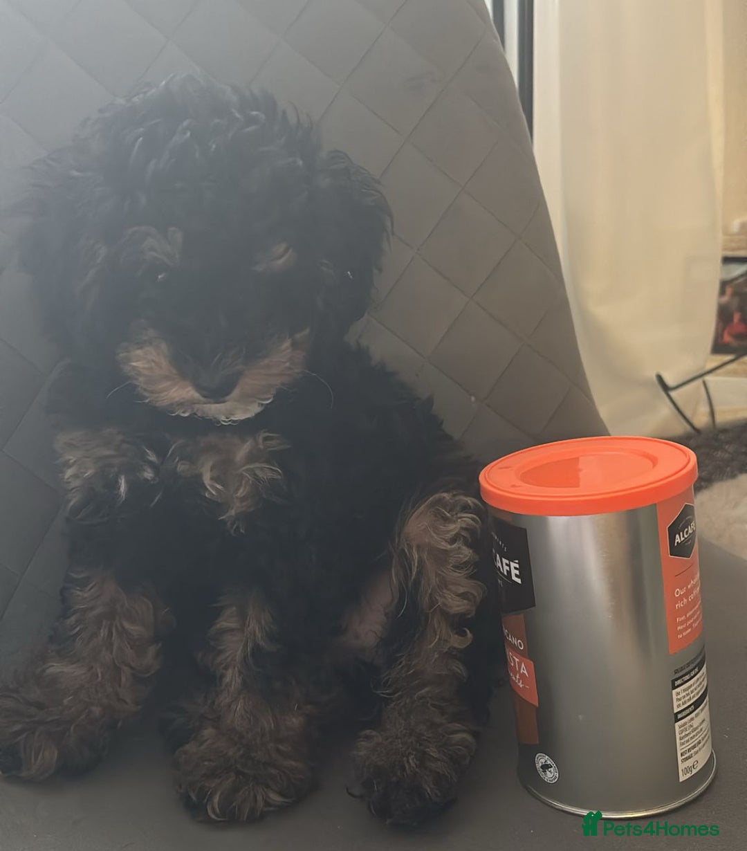Cavapoo dogs for sale: Miniature cavapoos  - Image 22