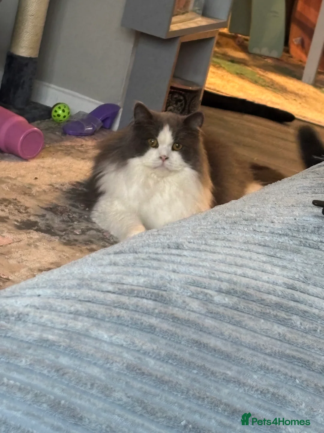 Maine Coon cats for sale: Bsh and Maine coon  - Advert 2