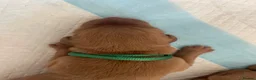 Labrador Retriever dogs for sale: Fox Red KC registered working Labrador puppies  - Advert 10