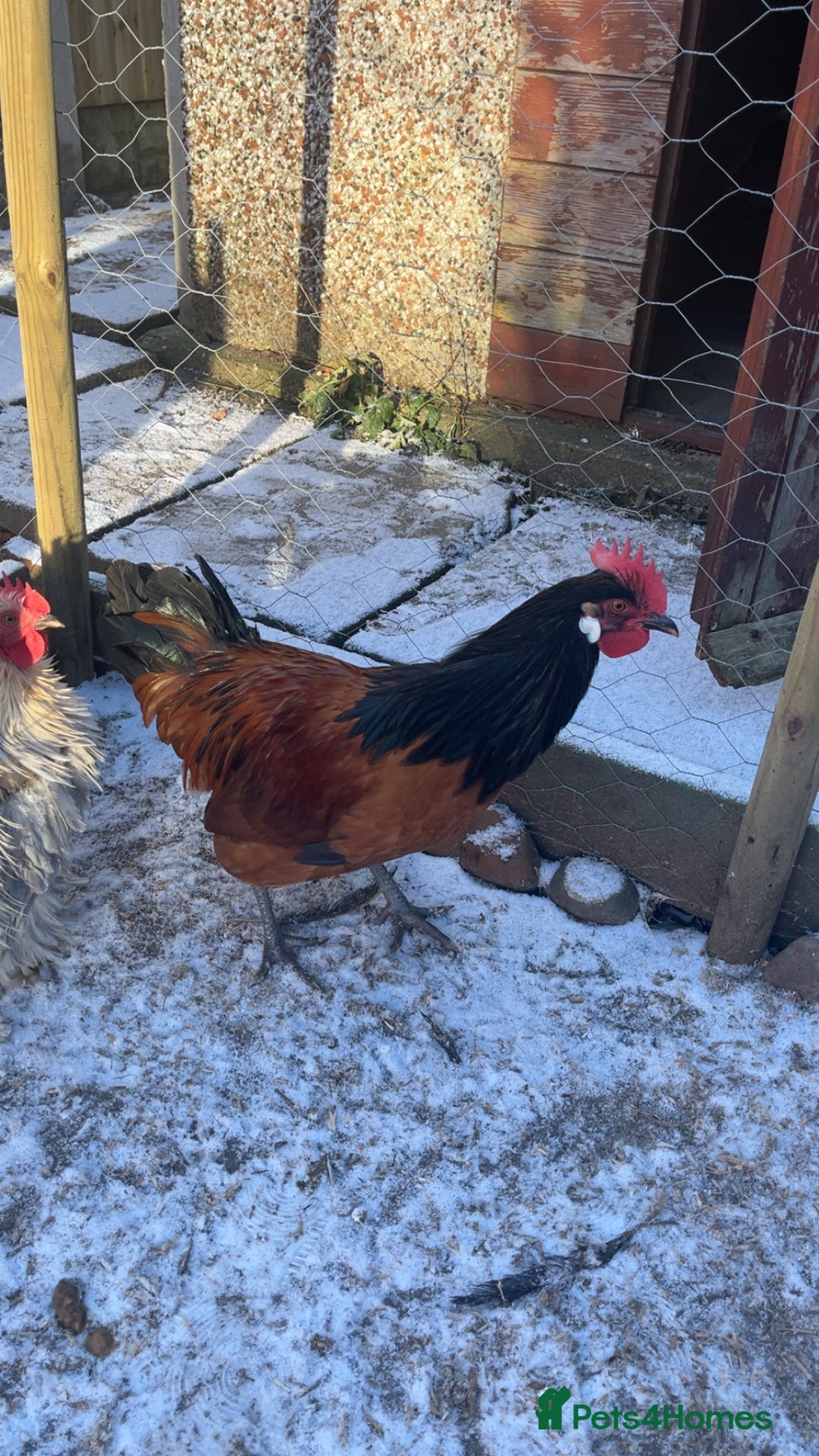 Chickens poultry for sale: Silkie and Americana  - Advert 3