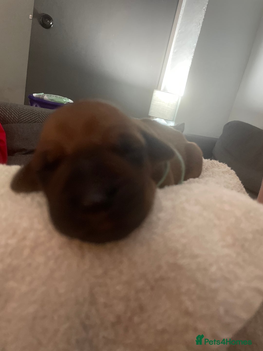 Rhodesian Ridgeback dogs for sale: Beautiful Rhodesian Ridgeback pups - Advert 16