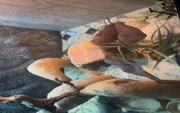 Bearded Dragon reptiles for sale: BEARDED DRAGON FOR SALE WITH FULL SETUP  - Image 2