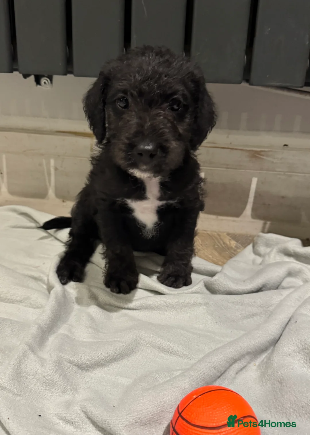 Bedlington Terrier dogs for sale: F1 bedlington whippet puppies available  - Advert 11