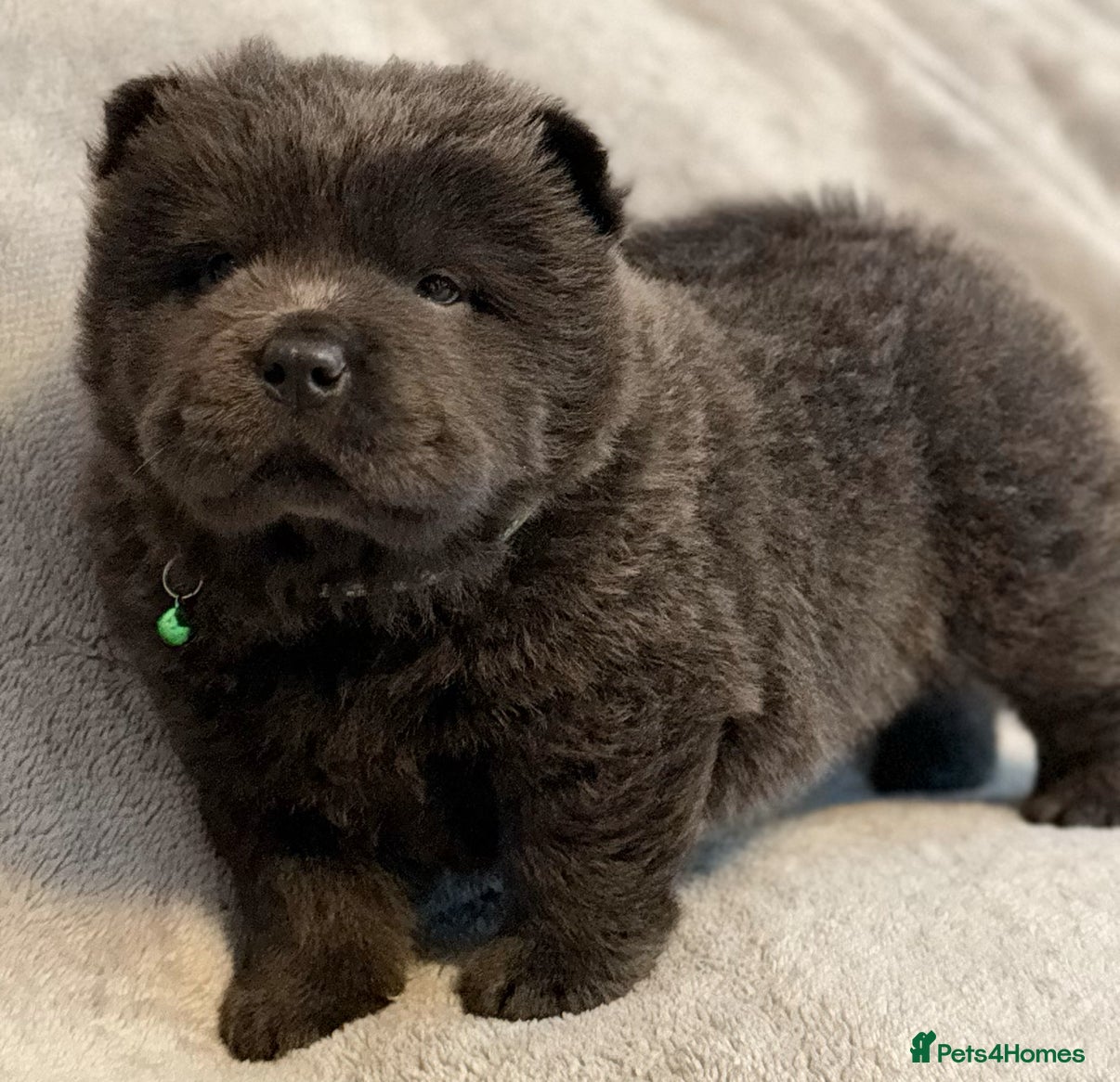 Chow Chow dogs KC Reg Chow Chow Puppies  - Advert 3