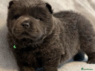 Chow Chow dogs KC Reg Chow Chow Puppies - Advert 3