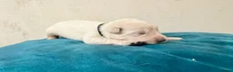 German Shepherd dogs for sale: EXCEPTIONAL WHITE GERMAN SHEPHERD PUPPIES FOR SALE - Advert 16