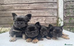 French Bulldog dogs for sale: Beautiful fluffy French bulldog girls pending pink - Image 18