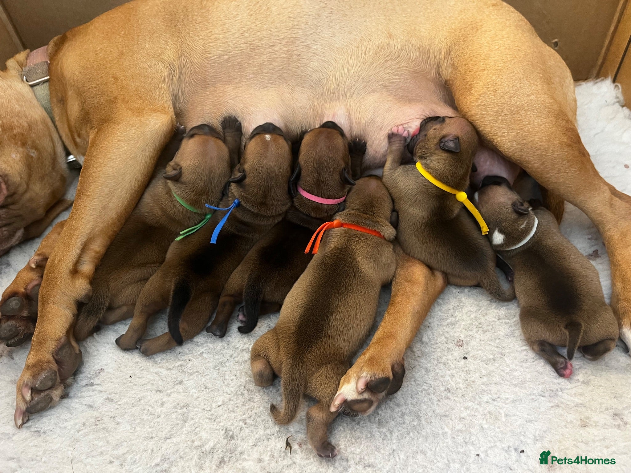 Staffordshire Bull Terrier dogs ❤️Beautiful red Staffordshire bull terrier puppies - Advert 2