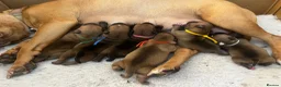 Staffordshire Bull Terrier dogs for sale: ❤️Beautiful red Staffordshire bull terrier puppies - Advert 1
