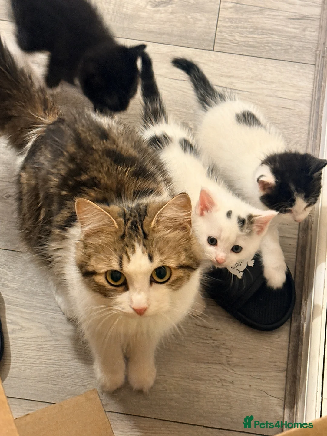 Mixed Breed cats for sale: Fluffy Maincoon X child friendly kittens  - Advert 2