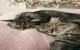 Mixed Breed cats for sale: Persian Cross British Short Hair, Two Boys - Image 7