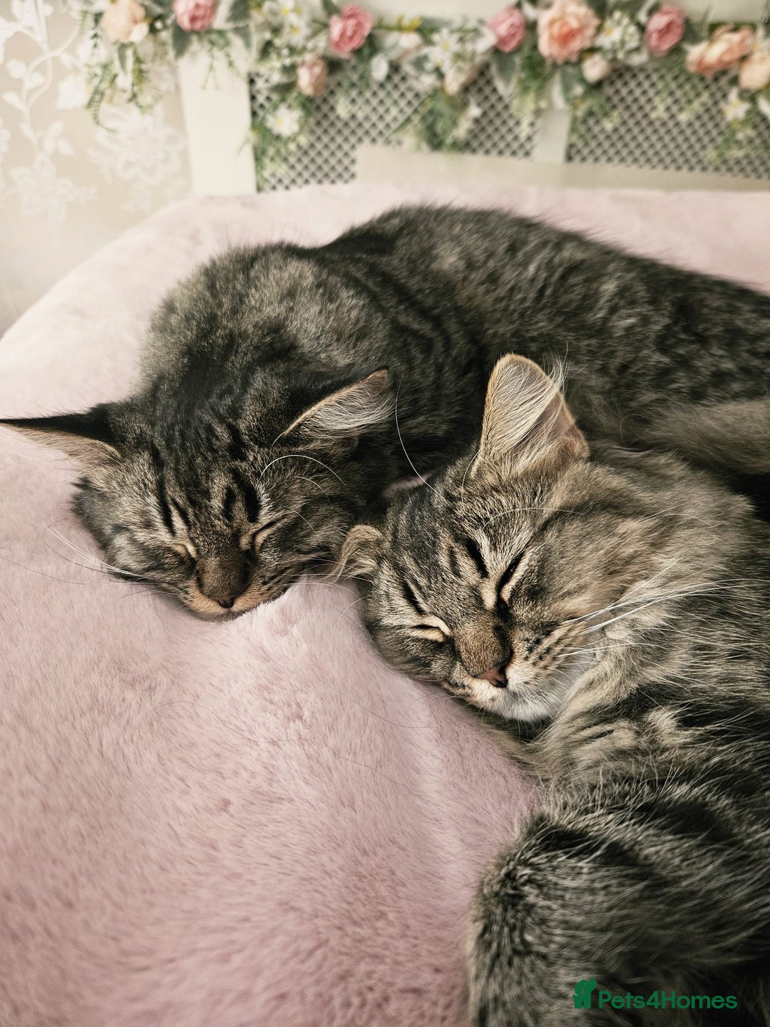 Mixed Breed cats for sale: Persian Cross British Short Hair, Two Boys - Image 7