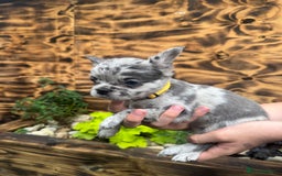 French Bulldog dogs for sale: Fluffy frenchies  - Image 5