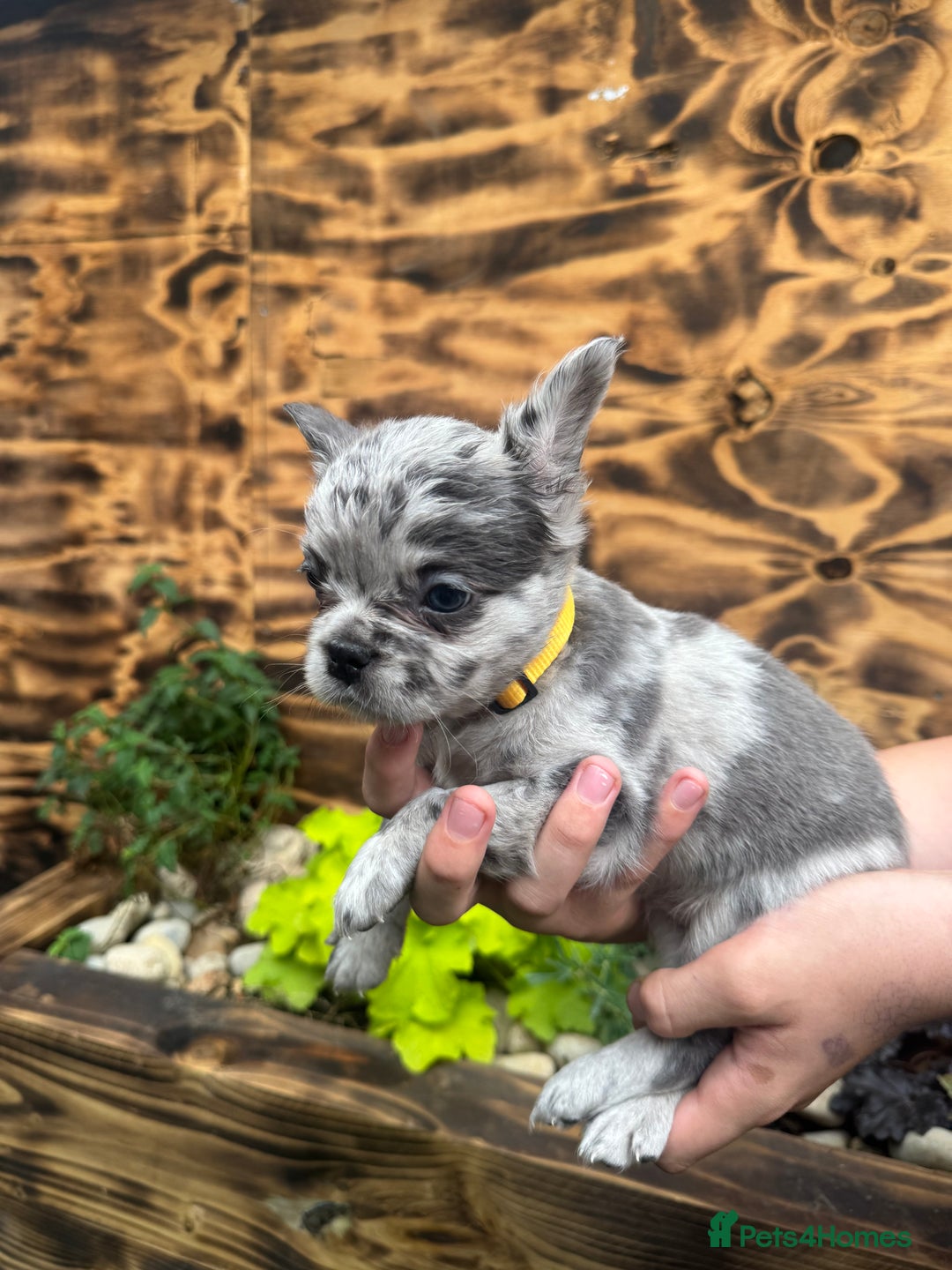French Bulldog dogs for sale: Fluffy frenchies  - Image 5