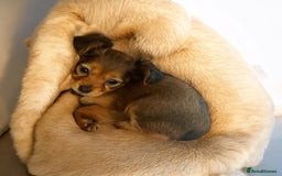 Russian Toy Terrier dogs for sale: Russian Toy puppies from show lines  - Image 8