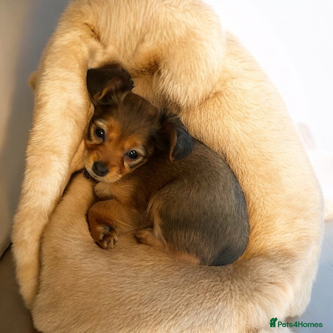 Russian Toy Terrier dogs for sale: Russian Toy puppies from show lines  - Image 8