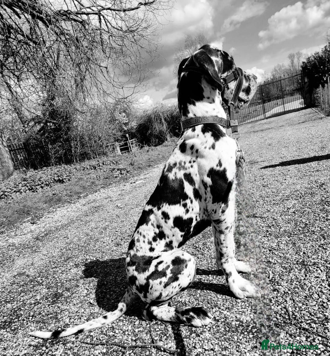 Great Dane dogs for sale: Stunning Great Dane puppies  - Advert 13