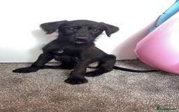 Borador dogs for sale: Collie x lab puppies - Image 7
