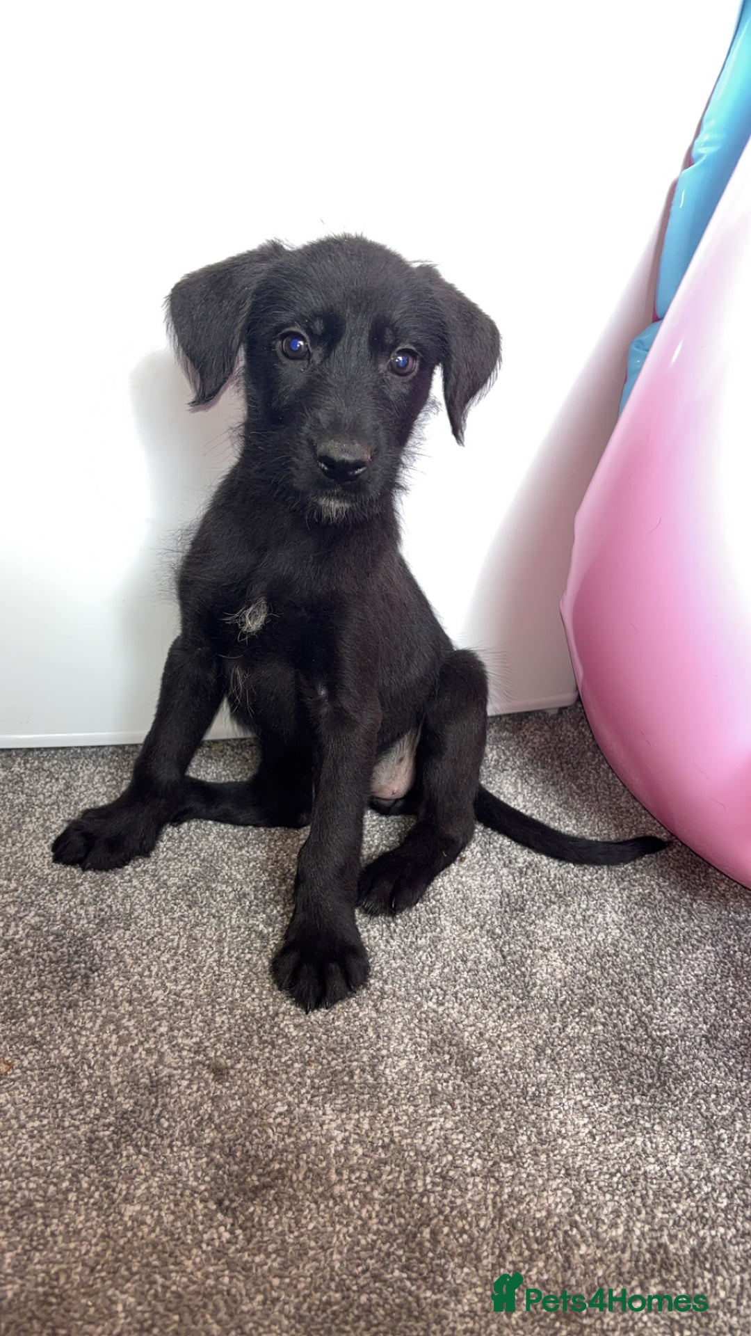 Borador dogs for sale: Collie x lab puppies - Image 7