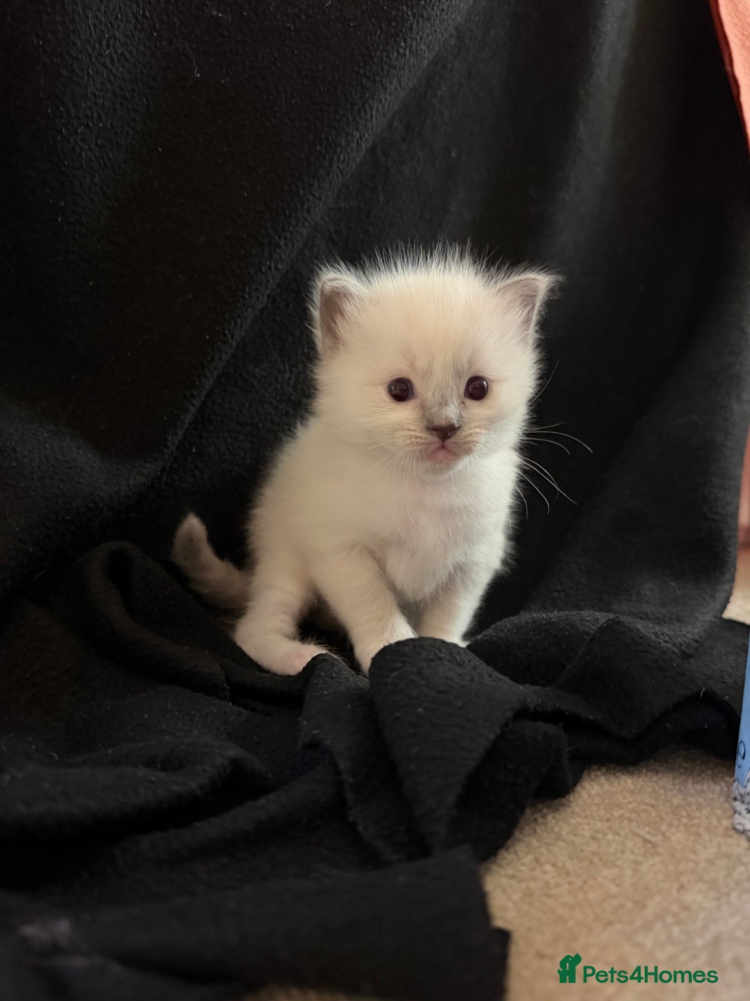 Ragdoll cats for sale: Cutest ragdoll kittens - Advert 7