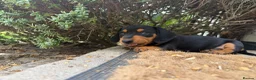 Miniature Dachshund dogs for sale: Miniature dachshund puppies  in Winchester - Advert 11