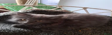 Norwegian Forest Cat 1