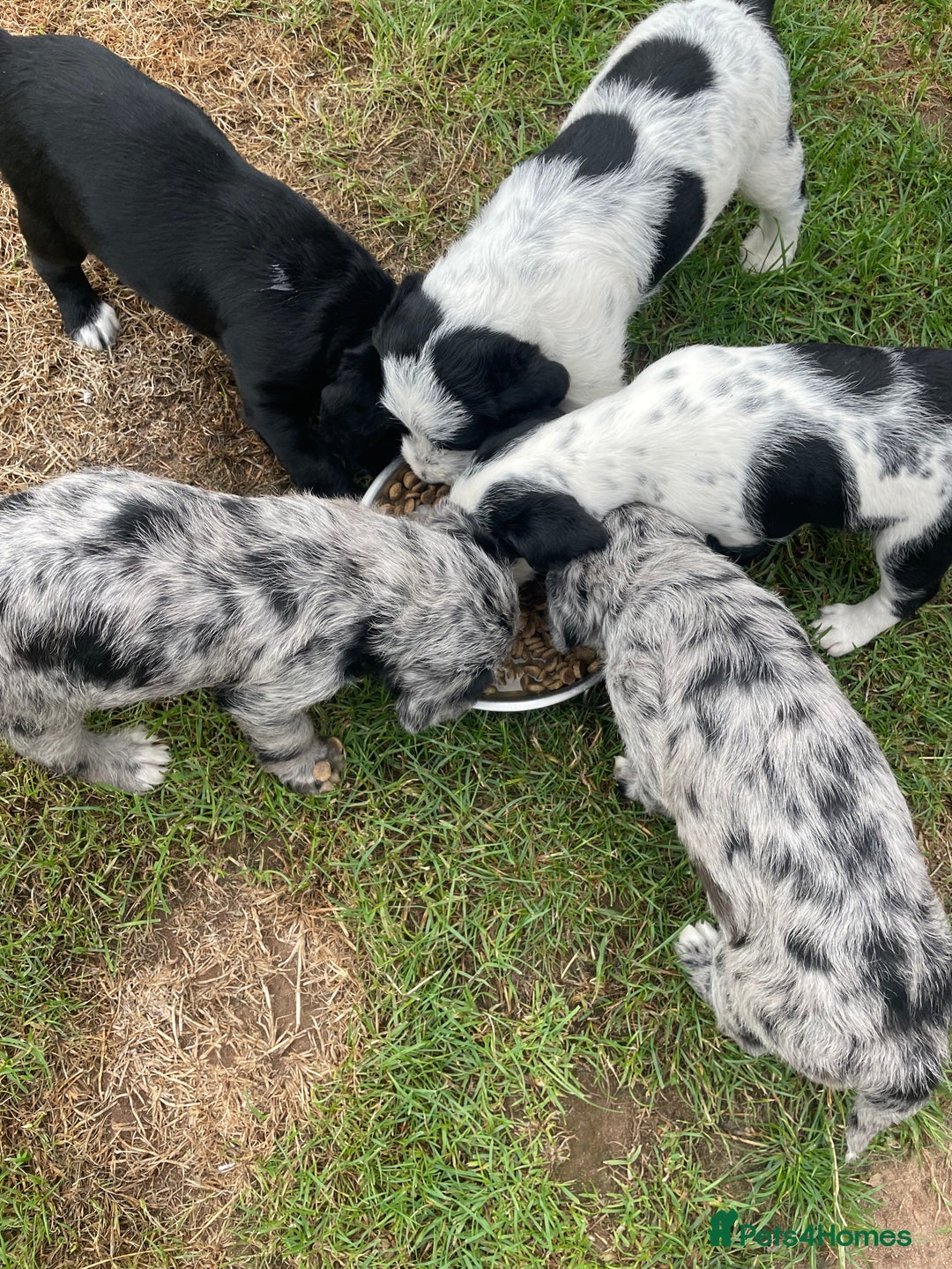 Mixed Breed dogs for sale: Rare Dalmadoodle puppies 🐶 🩷  - Image 4