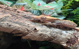 Gecko reptiles for sale: Female crested gecko and setup - Image 1