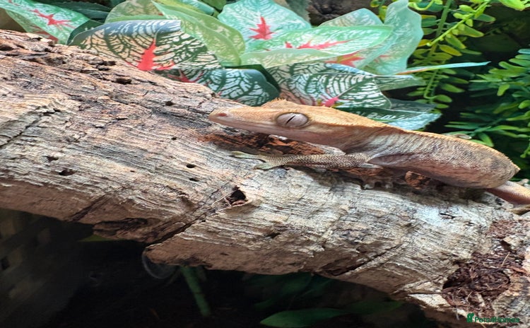 Gecko reptiles - Advert 1