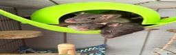 Rat rodents for sale: Baby rats  - Advert 5