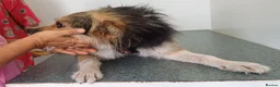 Mixed Breed dogs for adoption: BEN's Journey to Safety - Advert 29