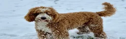 Australian Labradoodle dogs for sale: ⭐ 1 Pup Left Australian Labradoodle – Ready Now ⭐ - Advert 13