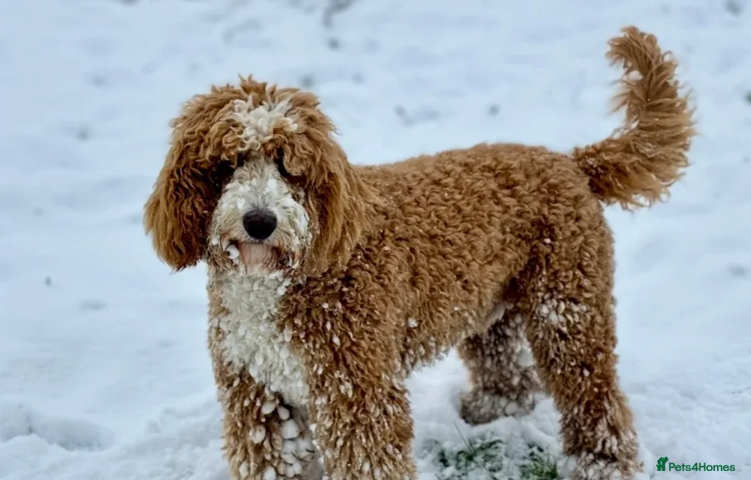 Australian Labradoodle dogs for sale: ⭐ 1 Pup Left Australian Labradoodle – Ready Now ⭐ - Advert 13