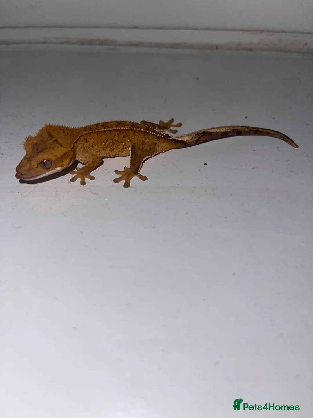 Gecko reptiles for sale: 3 red phantom Lilly white for sale  - Advert 7