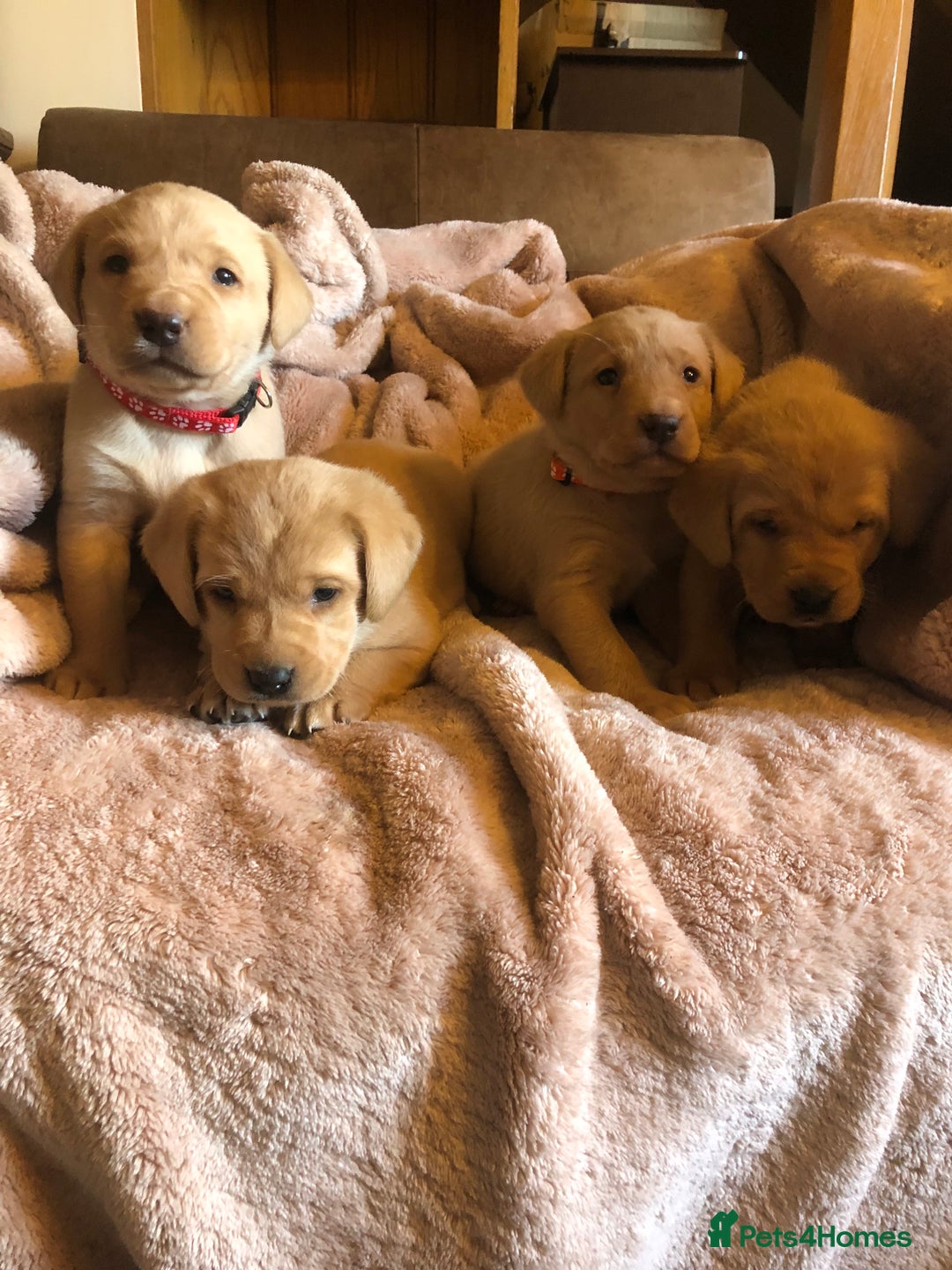 Labrador Retriever dogs for sale: Pretty Labrador pups  - Advert 1