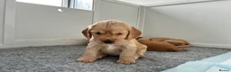 Cocker Spaniel dogs for sale: KC Registered and Vet checked Pups - Advert 3