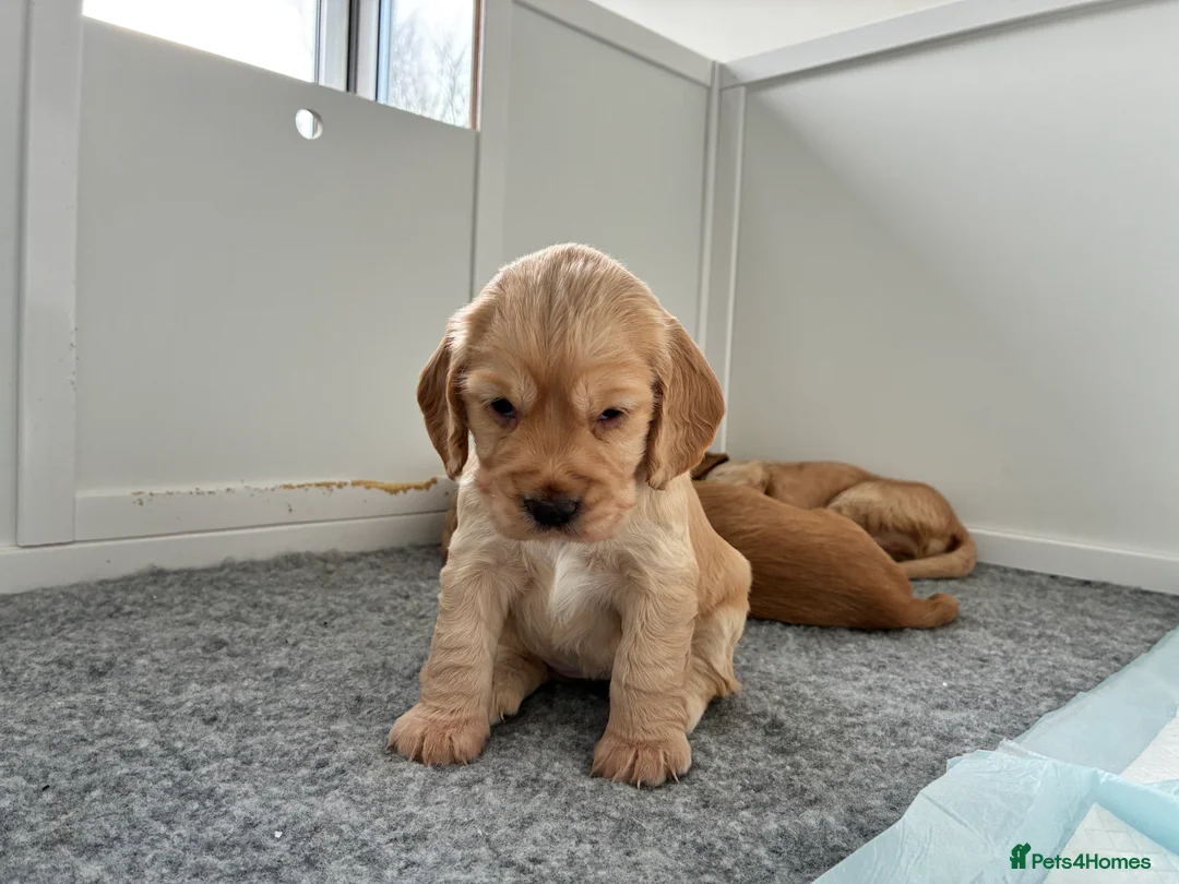 Cocker Spaniel dogs for sale: KC Registered and Vet checked Pups - Advert 3