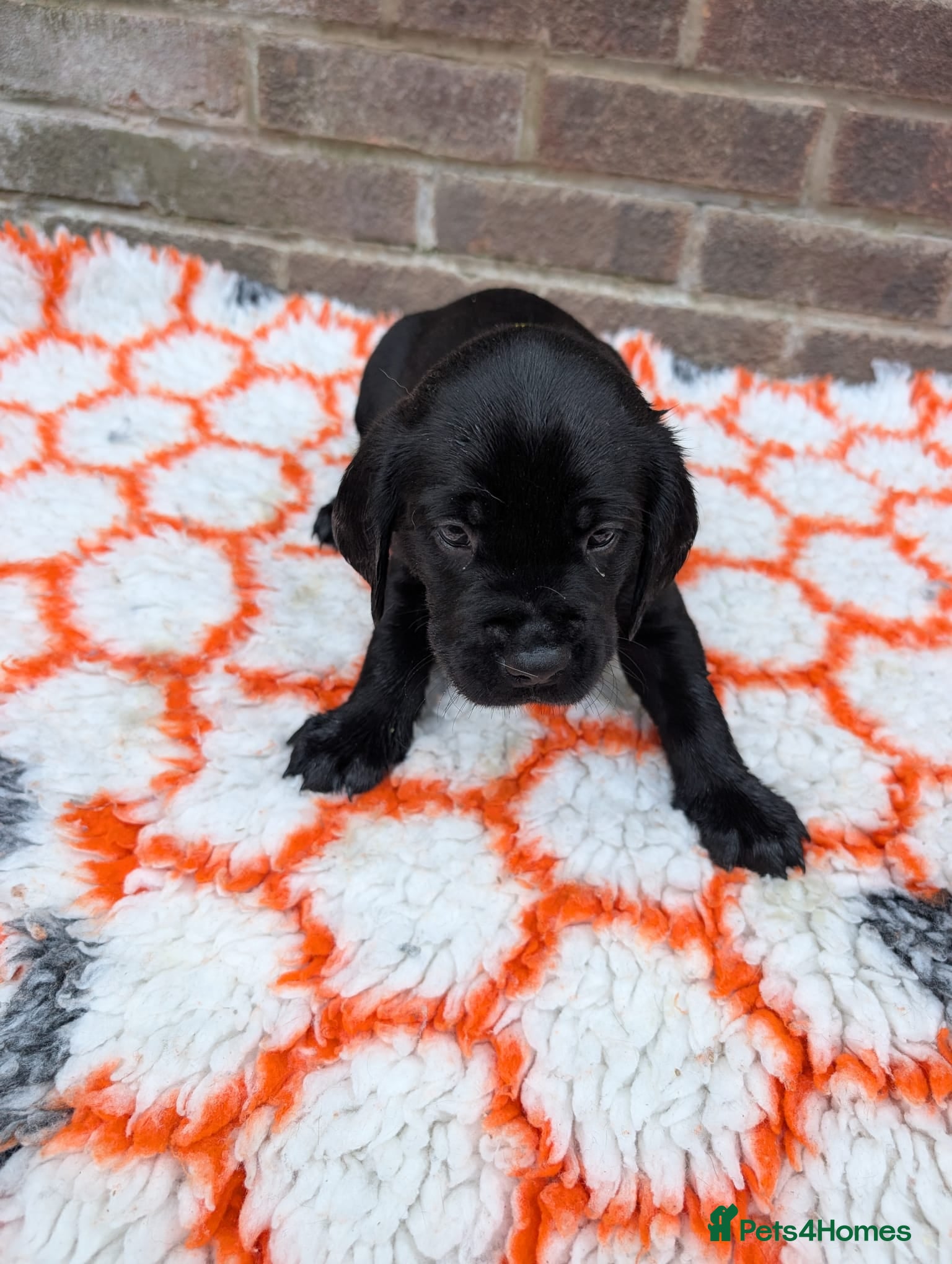 Labrador Retriever dogs for sale: Exceptionally well bred KC reg Working Labradors - Advert 11