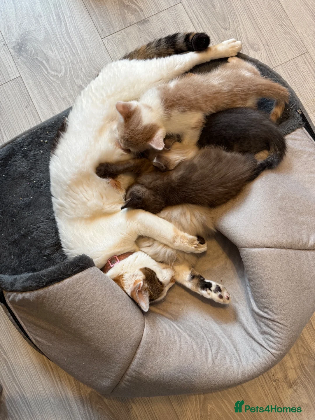 Mixed Breed cats for sale: Calico x boys  - Advert 2