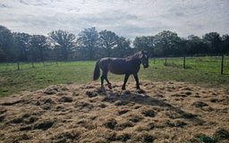 Welsh Section D horses for sale: Part welsh d - Image 4