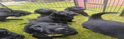 Flat coated Retriever dogs for sale: Ready now Flat coat retriever 2 left 1 boy 1 girl - Advert 13