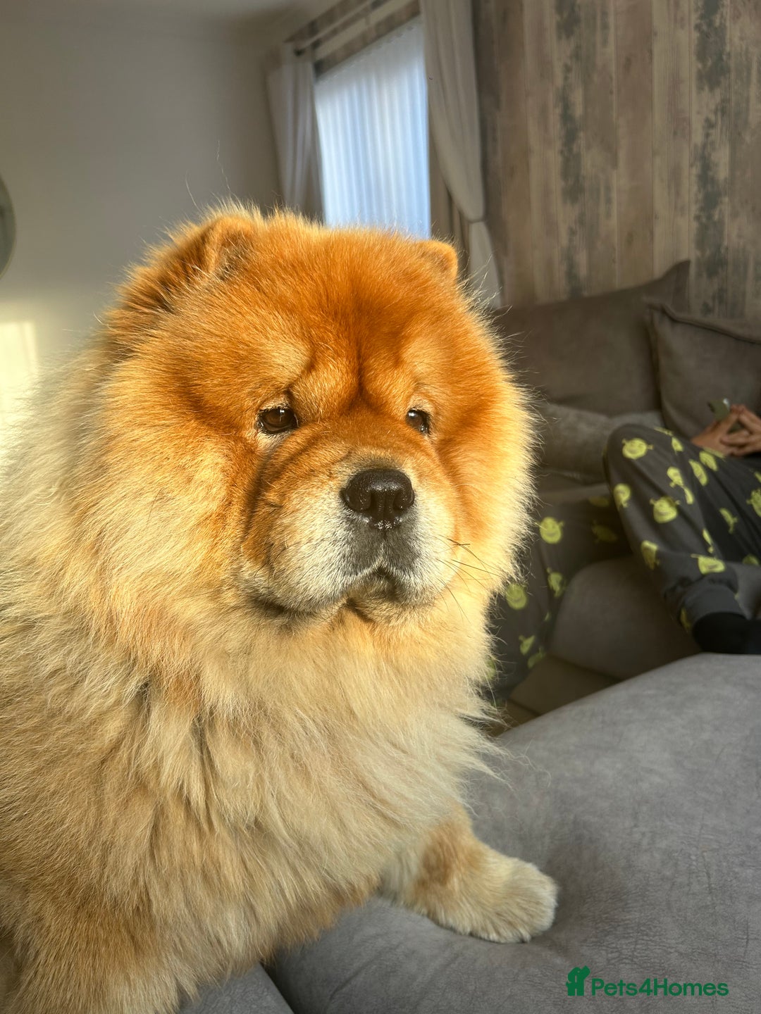 Chow Chow dogs for stud: Chow chow stud - Image 4