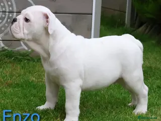 English Bulldog dogs KC Registered English Bulldog Puppies 🐾 - Advert 9