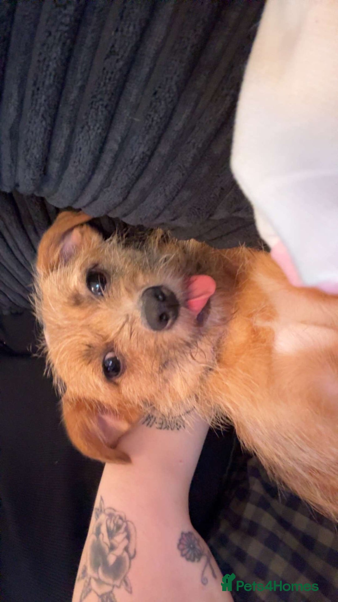 Mixed Breed dogs for sale: Small Jack russel cross  - Image 17