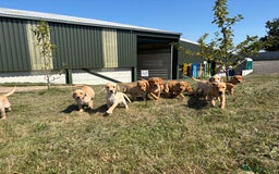 Labrador Retriever dogs for sale: Chunky Labrador puppy’s  - Image 1