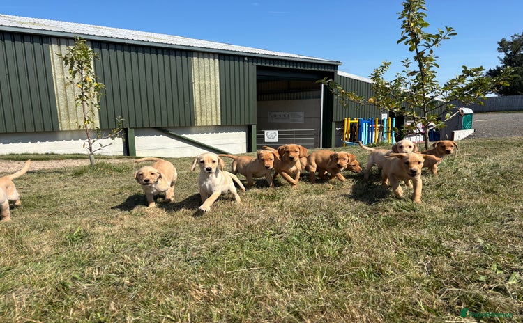 Labrador Retriever dogs - Advert 1